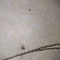 فرش ۶ متری|فرش|اهواز, پردیس دو|دیوار