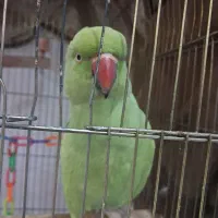 طوطی ملنگو ماده|پرنده|فردیس, فردیس|دیوار