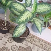 گل دیفن|گل و گیاه طبیعی|سرپل ذهاب, |دیوار