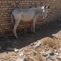 دو تا الاغ ماده