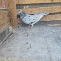 کبوتر|پرنده|بم, |دیوار