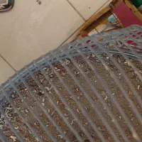 سهره قناری