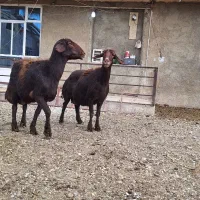 گوسفند ماده