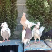 نباتی دم سفید ابلغ چنگ موشی گلی دم طوقی دم الماسی