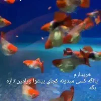 ماهی