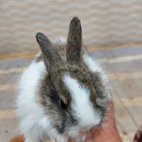 خرگوش|موش و خرگوش|زابل, |دیوار