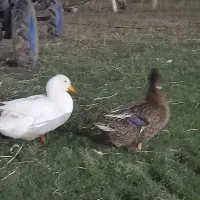 فروش  مرغابی نر و ماده
