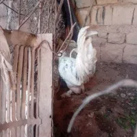 خروس|حیوانات مزرعه|مسجد سلیمان, |دیوار