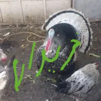 بوقلمون نر 2سال محلی|حیوانات مزرعه|بانه, |دیوار