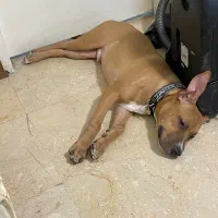 سگ پیتبول نر زیر قیمت