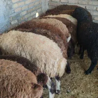 گوسفند زنده