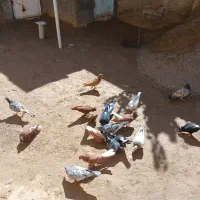 ۲۰ عدد رنگه
