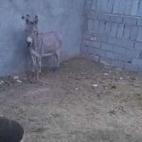 یک الاغ آبستن جوان