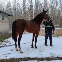 اسب مادیان ۴ سال