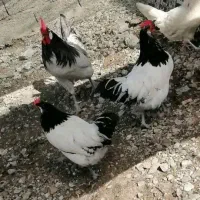 تخم نطفه دار مرغ زینتی بوقلمون