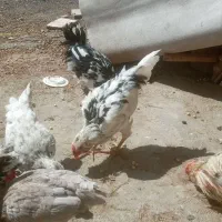 3 عدد خروس گلین لری ریشو چهل تاج