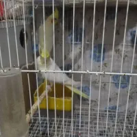 عروس هلندی جفت لوتینو کارداده نر صحبتی دستی