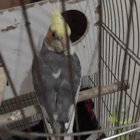 معاوضه عروس هلندی