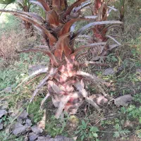 فروش گلهای فضای سبز زمینی