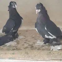 کبوتر|پرنده|تبریز, |دیوار