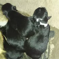 سگ وتوله هایش