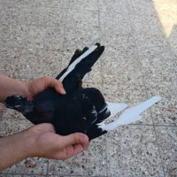 کبوتر|پرنده|مسجد سلیمان, |دیوار