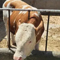 گوساله سیمینتال نر ۴۰۰کیلو