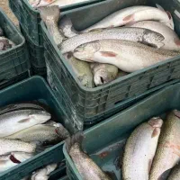 ماهی قزل‌آلا