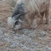دوعدد پازن بختیاری یک ساله