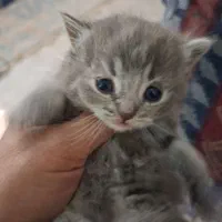 بچه گربه بریتیش سیلور