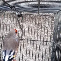 سهره دورگ کرمونی نشون دار|پرنده|تهران, تهرانپارس شرقی|دیوار