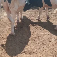 گاس