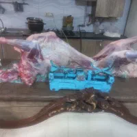 گو شت گرم گوسفندی ک شتاررو ز