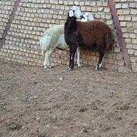 بره قوچ نژاد برتر|حیوانات مزرعه|بیرانوند, |دیوار