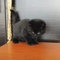 واگذاری گربه اسکاتیش و بریتیش|گربه|تبریز, |دیوار