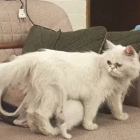 گربه پرشین ماده