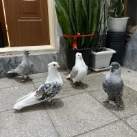 پشت هفترنگ پشتی سار