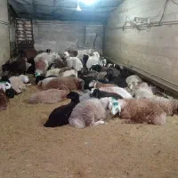 گوسفند // فروشی برادان صفری|حیوانات مزرعه|نسیمشهر, |دیوار