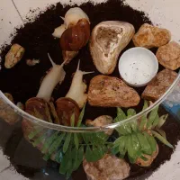 فروش حلزون آچاتینا