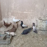 کبوتر|پرنده|شیراز, قلعه نو|دیوار