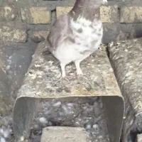 کبوتر|پرنده|حمیدیا, |دیوار