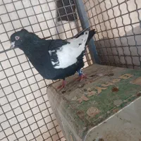 کفتر دسته اولی|پرنده|شیراز, امام حسین|دیوار