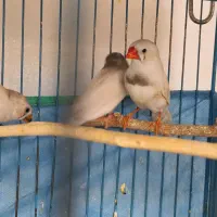 فنچ زبرا مولد / جفت و تکی