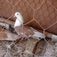 کبوتر مخمل کله سفید