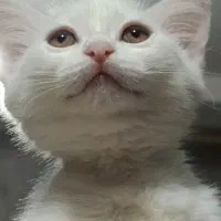 گربه ترکیش - پرشین|گربه|قرچک, مهدیه|دیوار