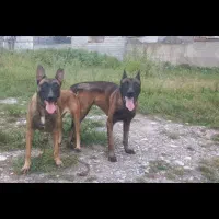 دو تا توله مالینیوز با کیفیت فوق العاده|سگ|زرگرشهر, |دیوار