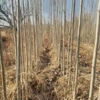 قلمه صنوبر اصلاح  شده ترک وتبریز