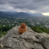 سگ پامرانین نر سایز صفر جهت جفت یابی با ماده شما