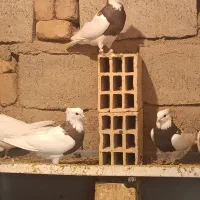 کفتر|پرنده|فهرج, |دیوار