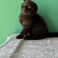 اسکاتیش دبل فولد بلک